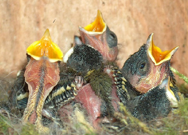 Birdcam Purmerend