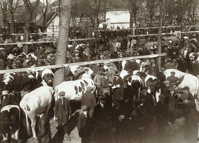 De veemarkt Purmerend in vroeger tijden