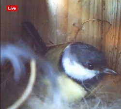 birdcam2